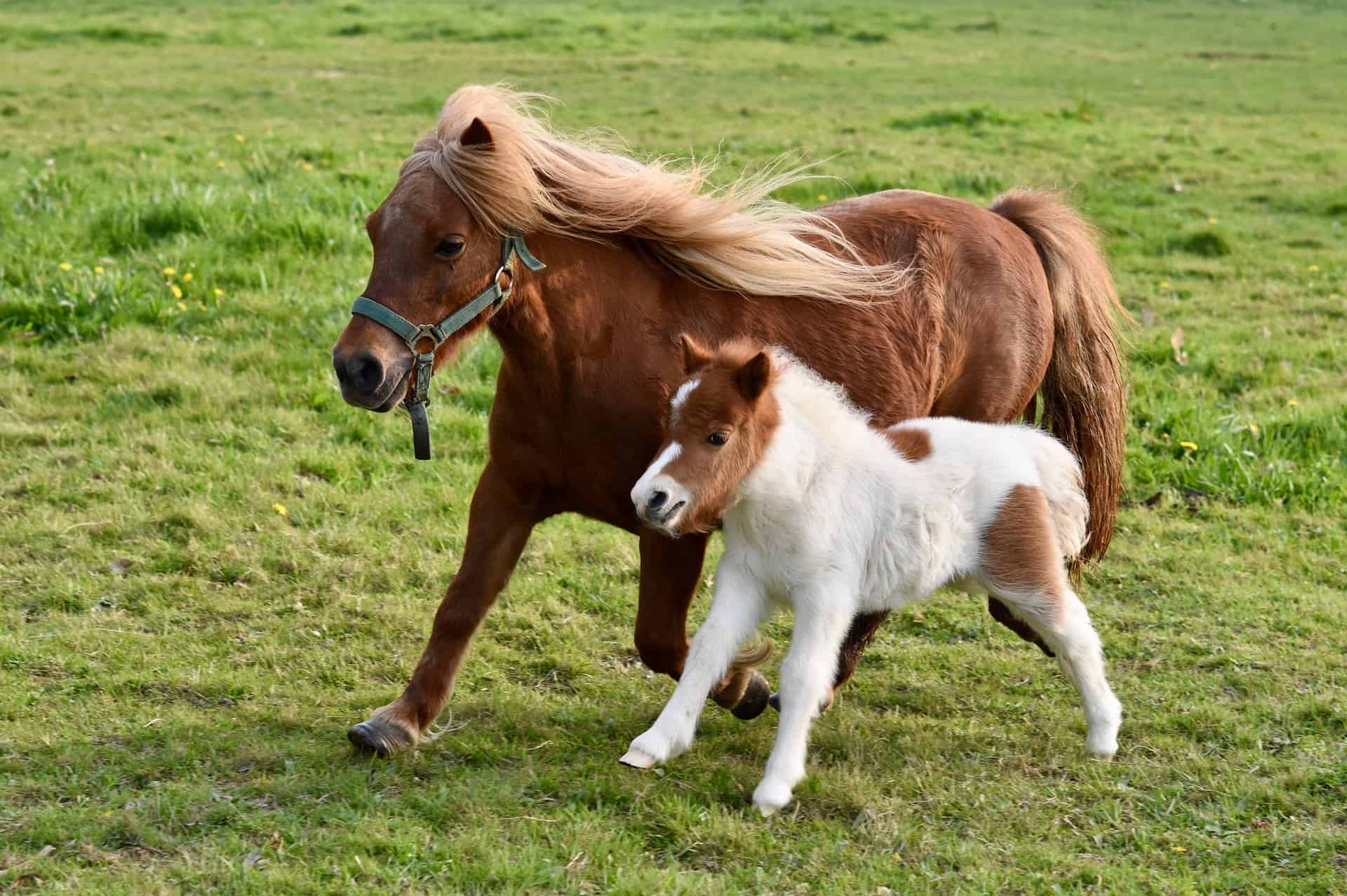 7 Great Pony Breeds To Buy For Kids | My Life Is Better With Horses